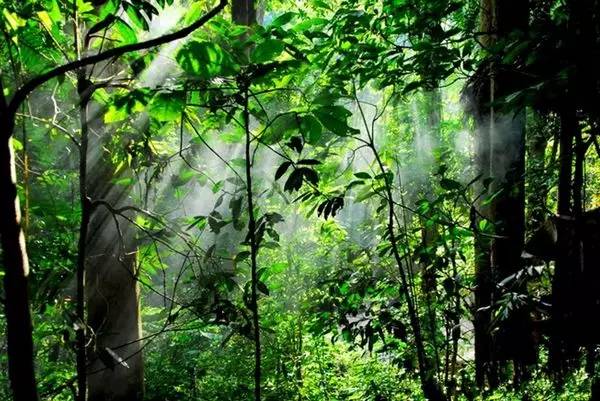 下午游览【原始森林公园】(游览时间约120分钟):观赏热带雨林奇观