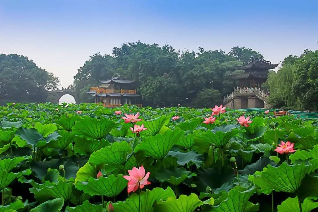 杭州的夏天,曲院风荷里的荷花开得正好.