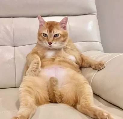 为什么橘猫那么胖?_搜狐宠物_搜狐网
