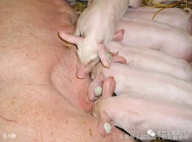 母猪多发产前产后不食，养猪人总结治疗方案