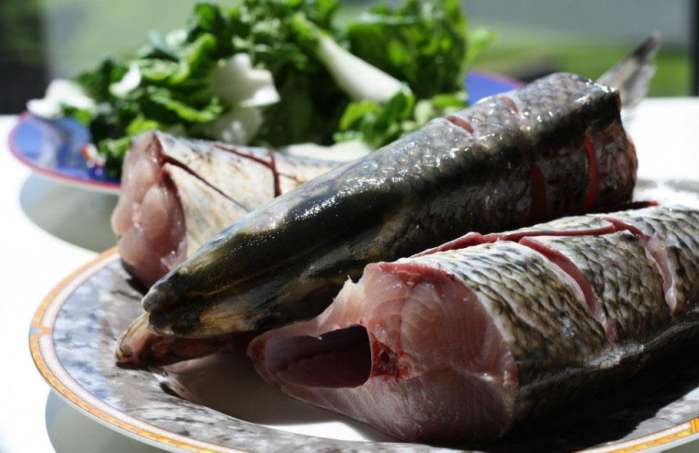 被誉为长江三鲜之首的鲥鱼在加拿大可以随便钓