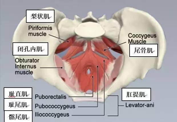 髋骨包括 髂骨,坐骨和耻骨;骨盆带由 髋骨 骶骨 尾骨组成;盆底的解剖