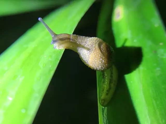 夜探燕晗山，告诉你森林里的生态食物链