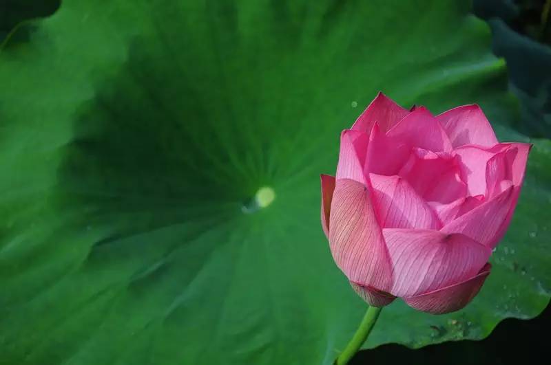 灼灼荷花瑞,亭亭出水中.一茎孤引绿,双影共分红.