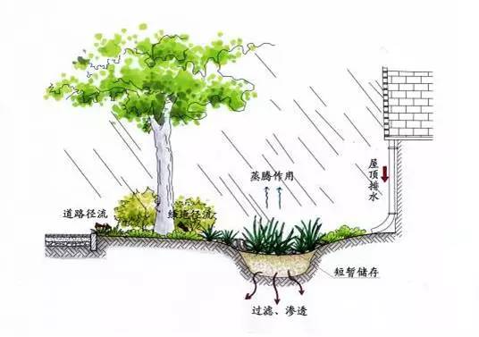 雨水花园,海绵城市里的颜值担当