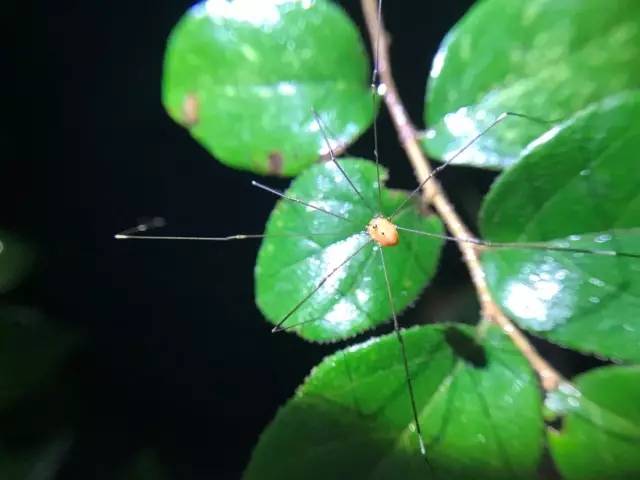 夜探燕晗山，告诉你森林里的生态食物链