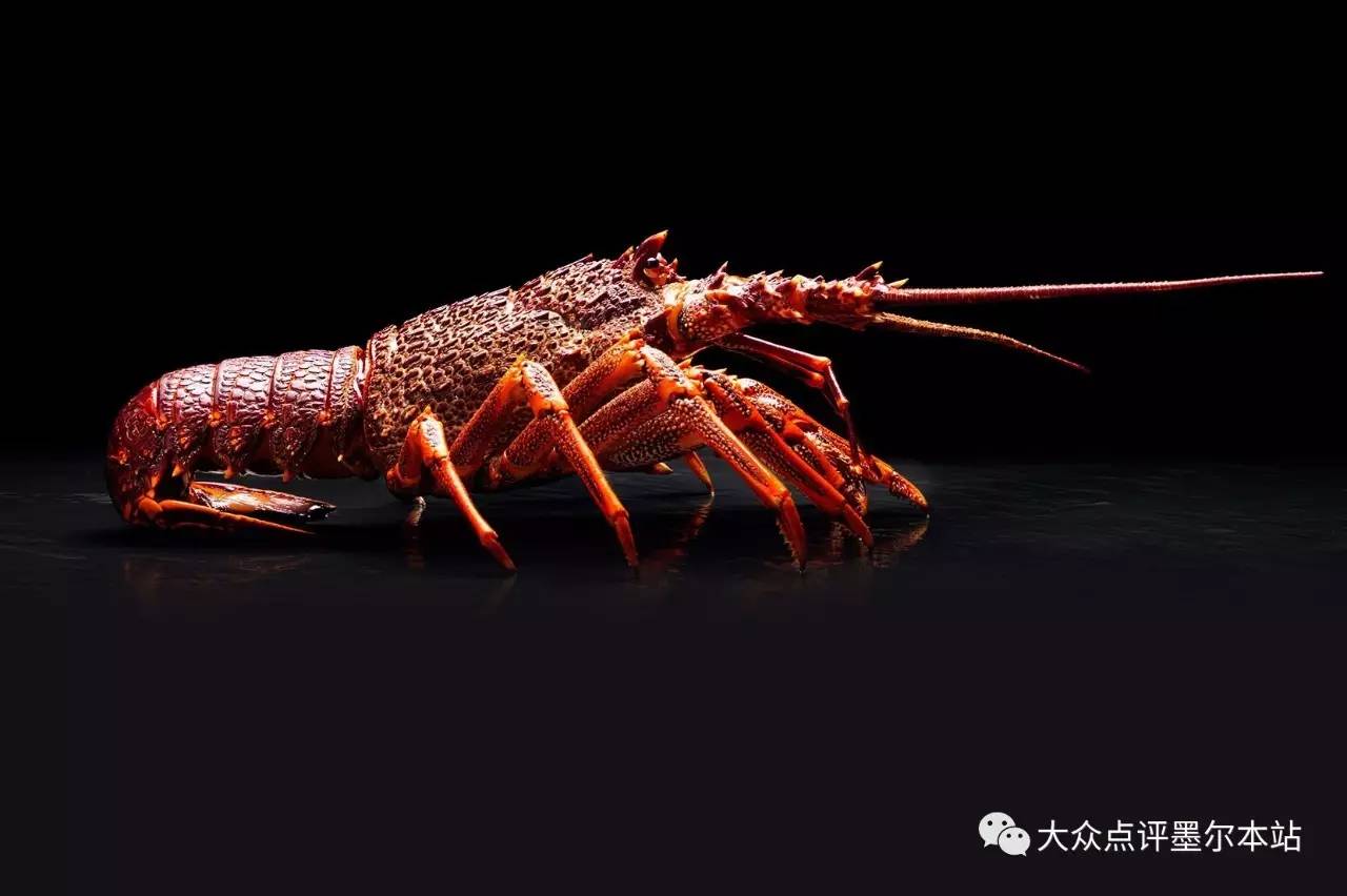鲜活海鲜小龙虾摆拍高清摄影大图-千库网
