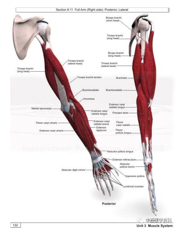 人体肌肉三维解剖图