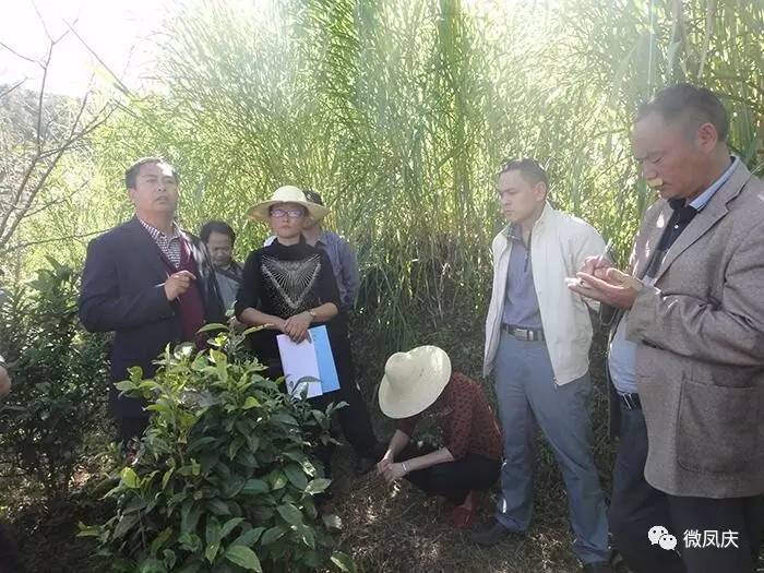 凤庆县林业局肖红翔:县(区)林业局长的榜样