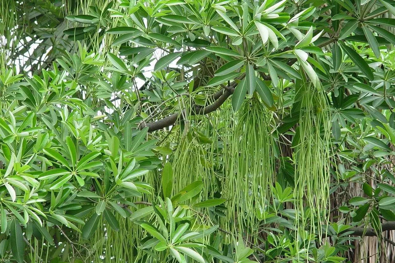 面条树盆架子糖胶树每年到了11月盛花期,就会产生"浓香(因其所含的