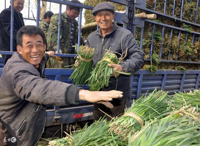 农村老农说韭菜不能吃头茬的,你知道为什么吗?