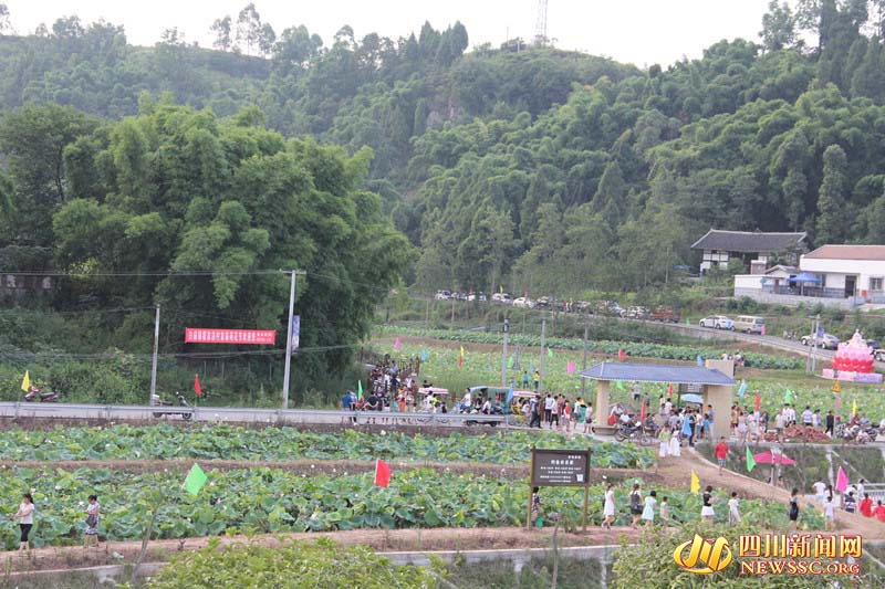 岳池:白庙首届荷花节开幕