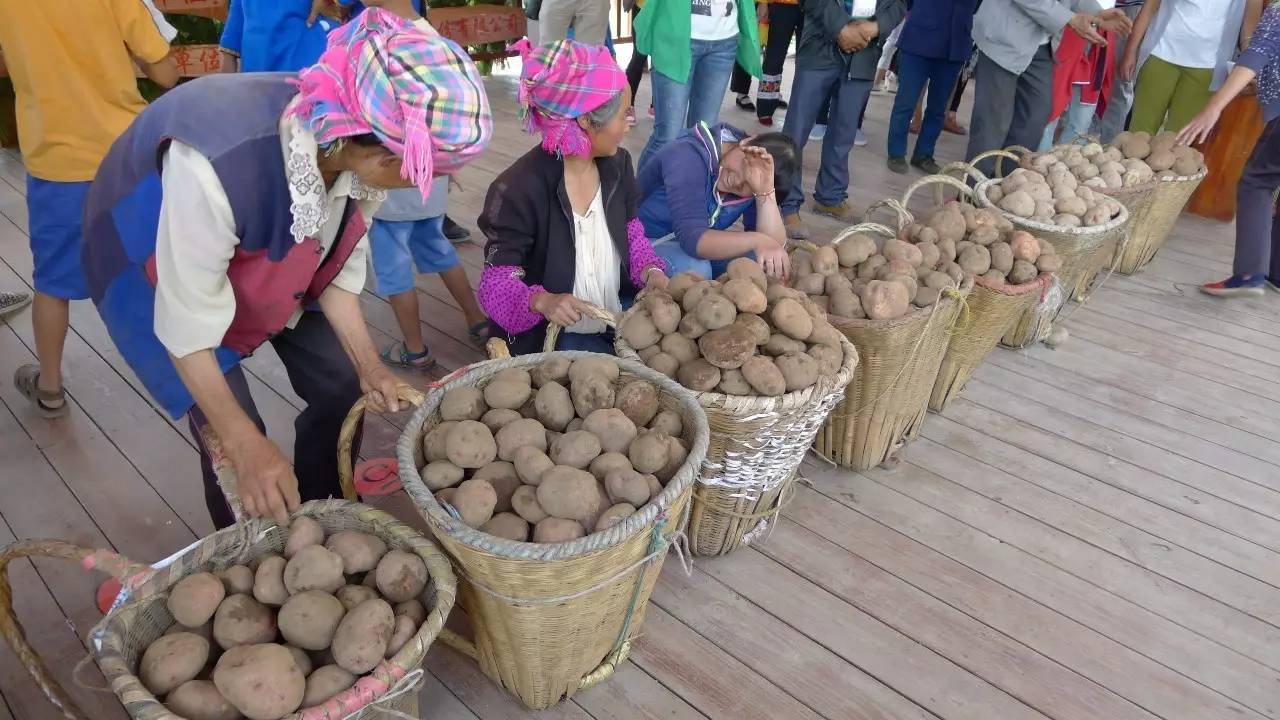 听说,东川最好的洋芋产自四块地.