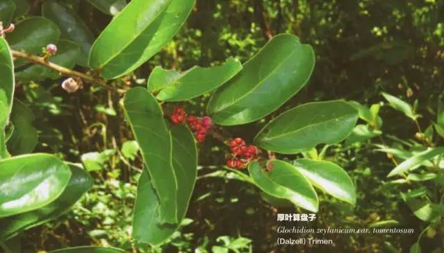 8月17日 厚叶算盘子 深圳植物日历