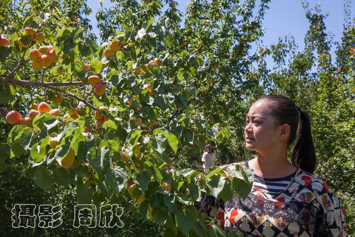 昌马杏梅熟了