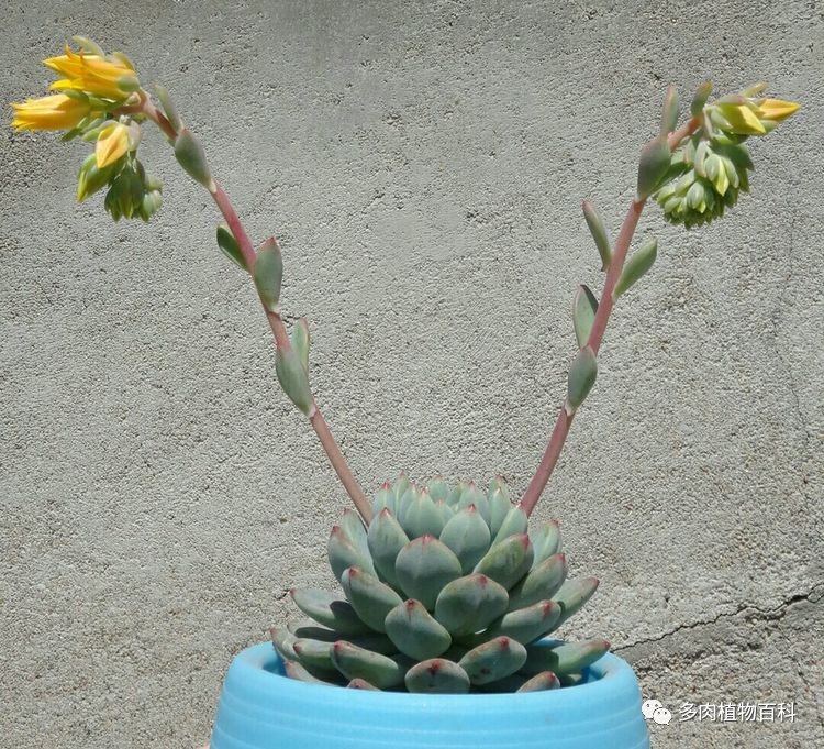 多肉花事:愿看尽繁花似锦,依然记得第一朵花开时的