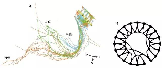 报码:华中科大骆清铭：开启“脑空间信息计划”，连