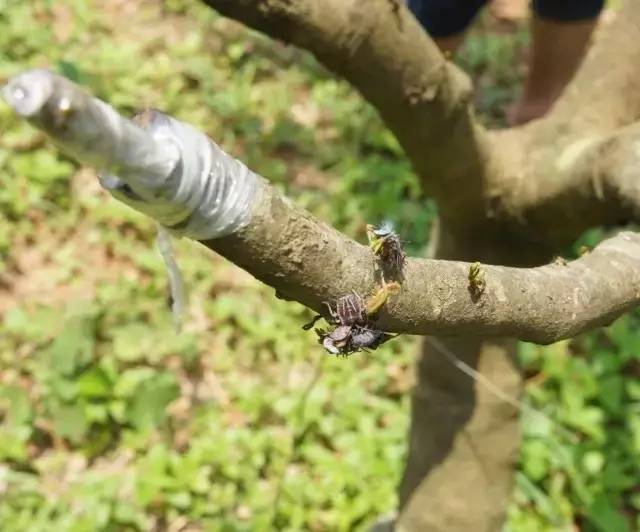 水果科技荔枝嫁接注意事项