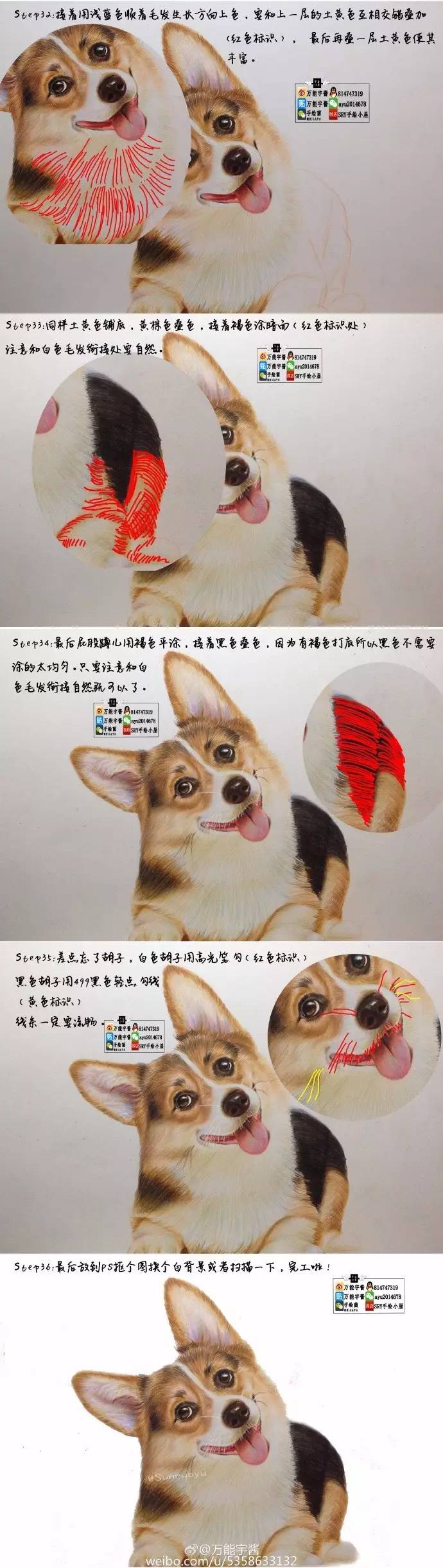 彩铅教程 一只柯基犬(万能宇酱)