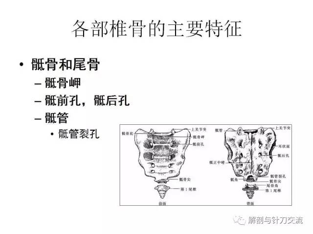 椎骨的一般形态附加视频