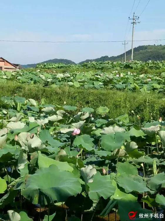 【世外桃源 攸洲秘境】莲塘坳镇原生态景区受追捧