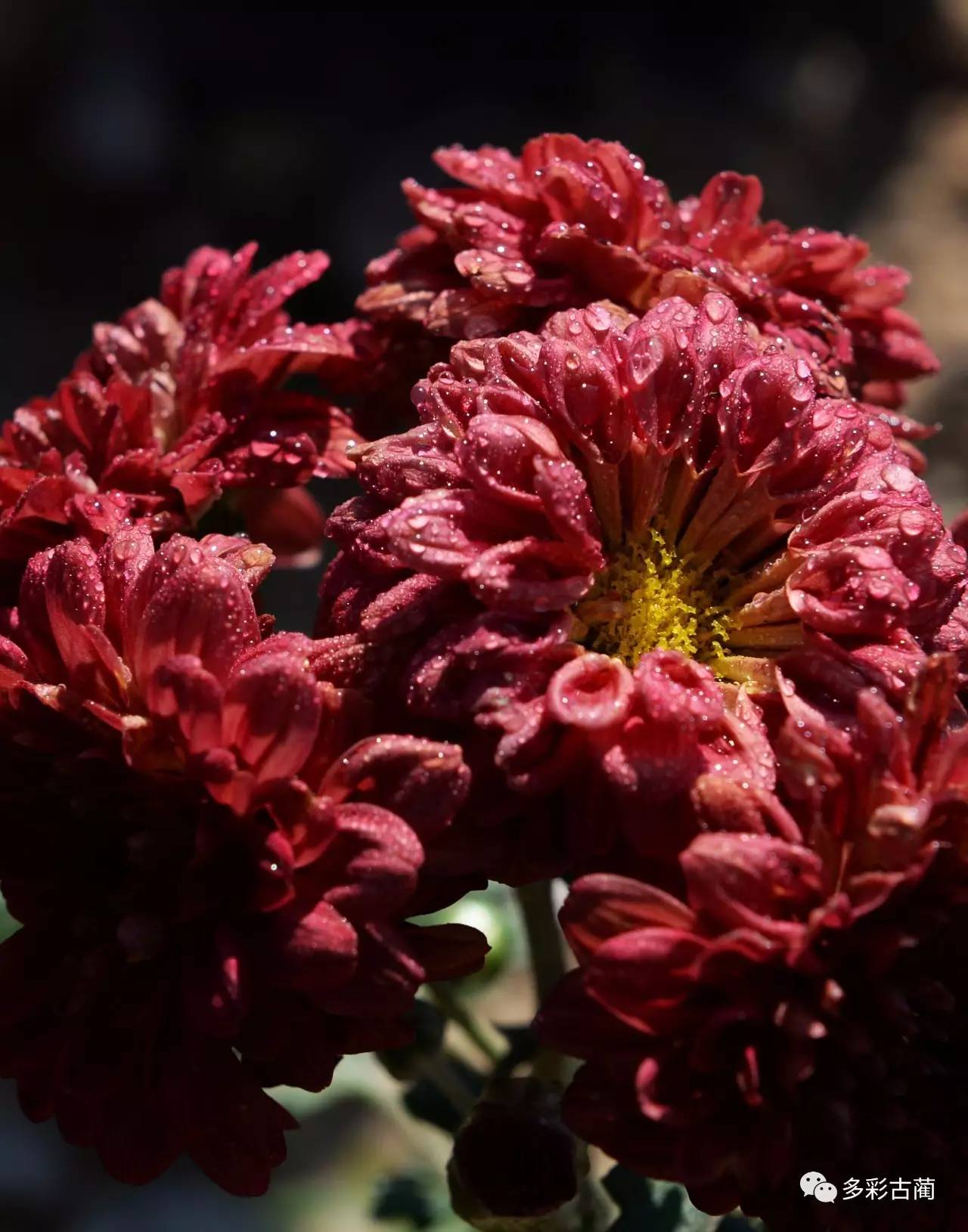 今年6月,基地菊花首次开花,侯学英就开始在这里打工,帮着管理种植基地