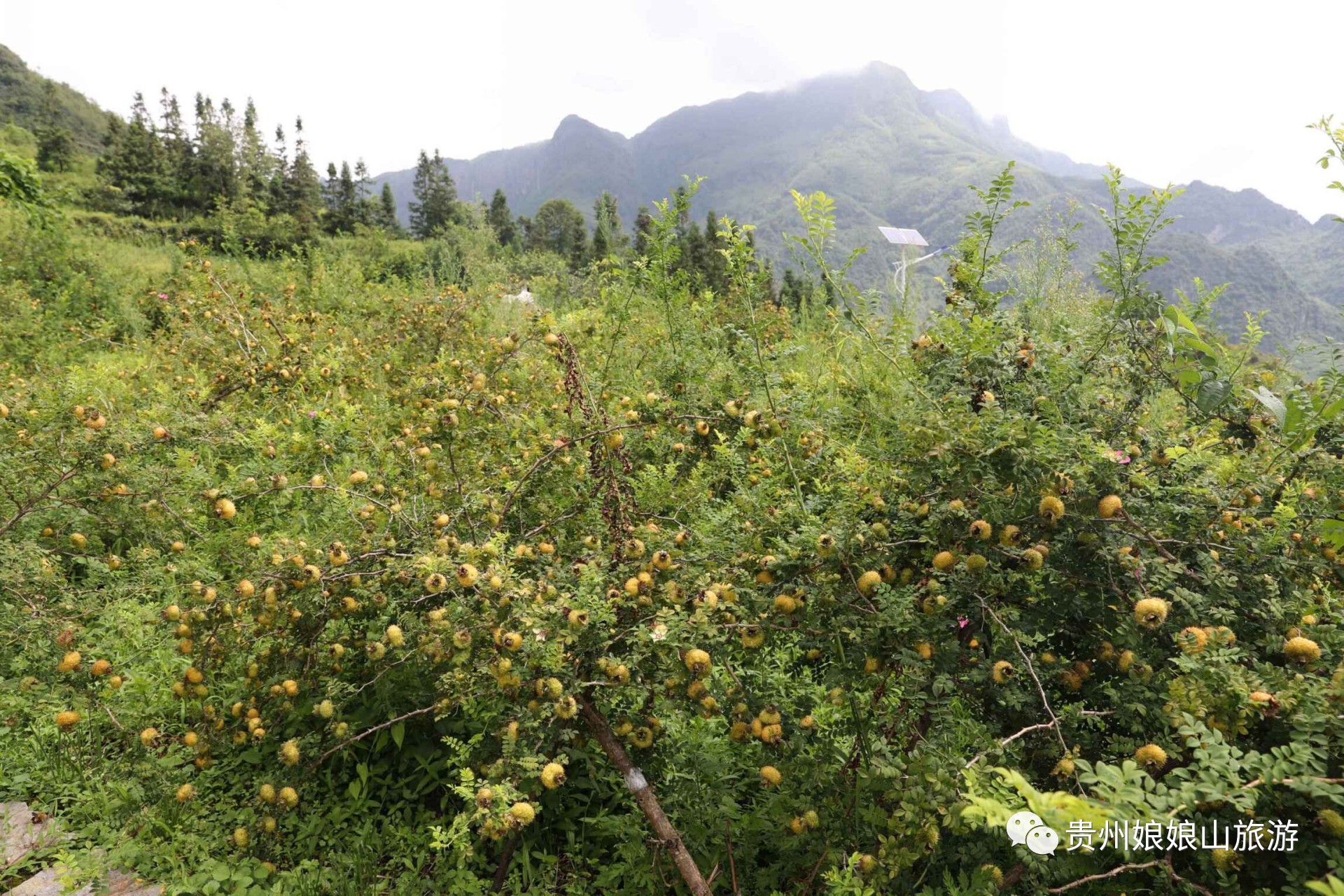 约起来吧!娘娘山刺梨已进入采摘期