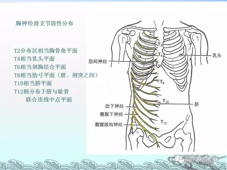 颈丛 臂丛 腰丛 骶丛 胸神经