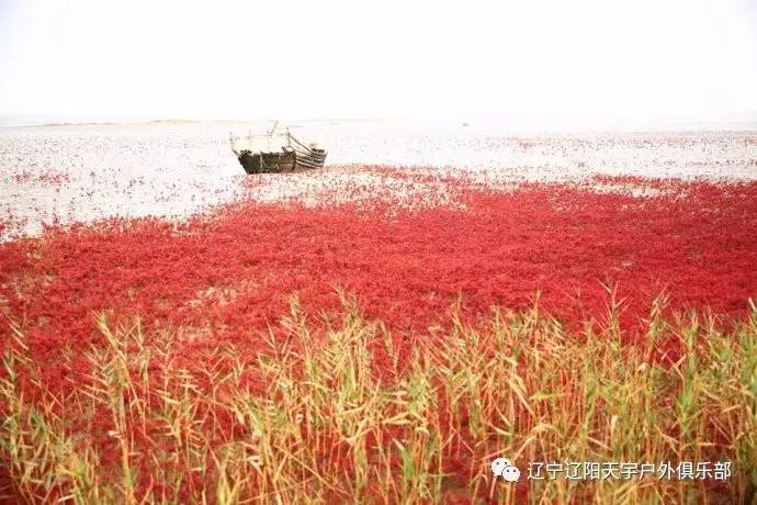 红海滩婚纱照_盘锦红海滩