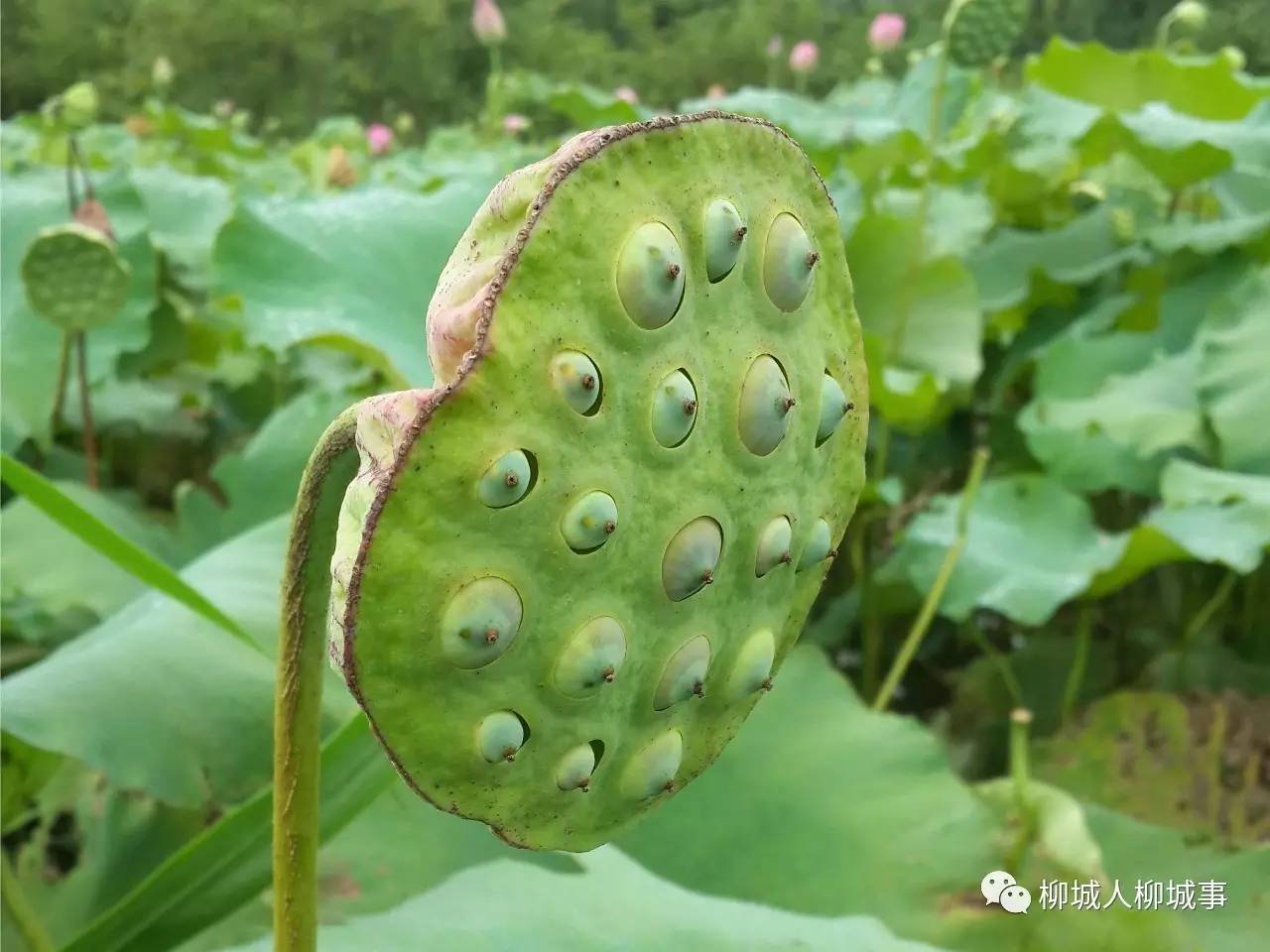 近日,柳城县寨隆镇下寨村的寨隆镇莲子加工厂很是热闹,村民正在加工