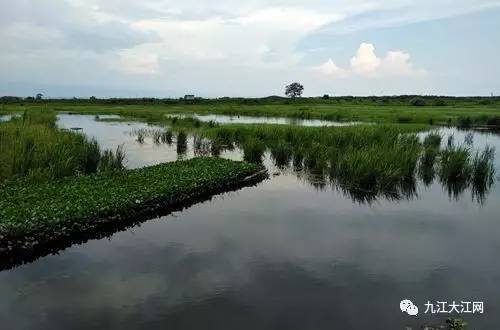 龙虾养殖基地生态良好