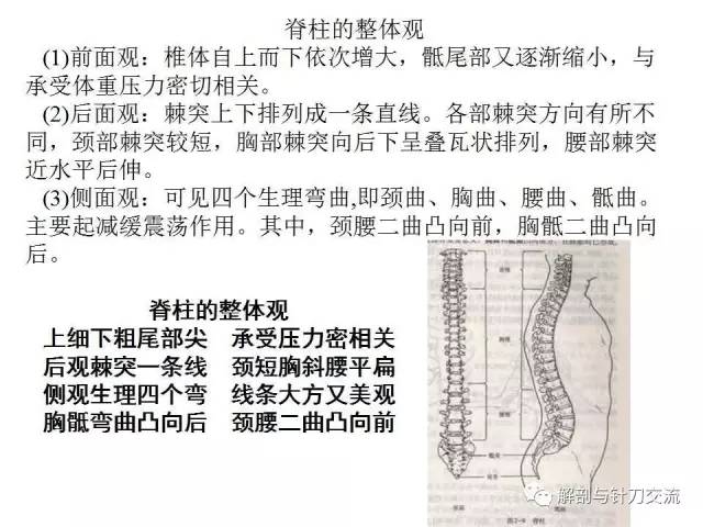 椎骨的一般形态附加视频