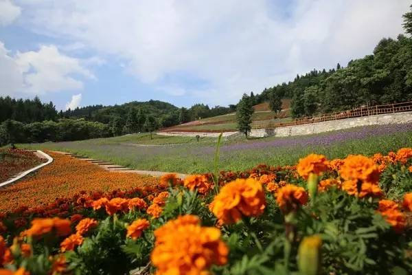 州庆一起耍凉都 野三关森林花海四大优惠"邀"你来