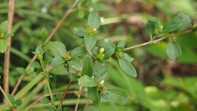 白马骨:小小白花了不起,入药解毒雷公藤