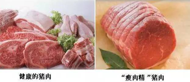 你会识别"瘦肉精"猪肉吗?这些知识你一定要知道