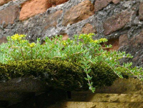 爬满屋顶的垂盆草, 容易泛滥的植物你还想养么?
