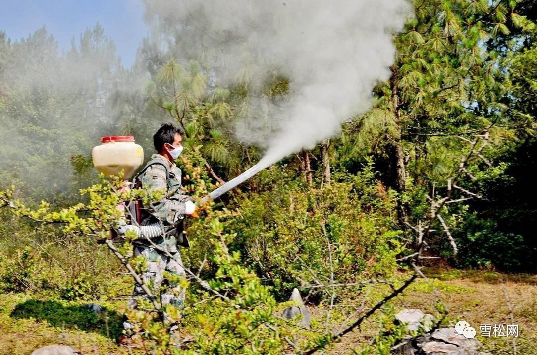 国家林业局预测下半年森林病虫害 和您的苗圃密切相关!