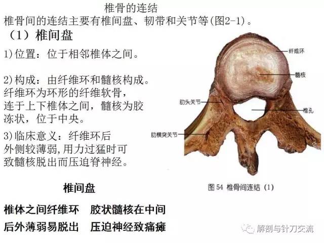 椎骨的一般形态【附加视频】