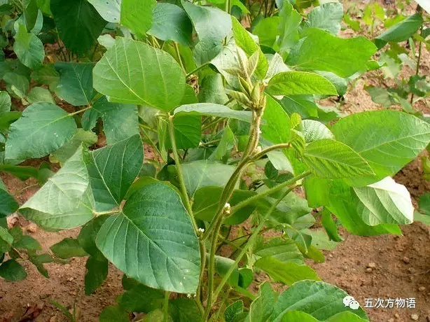 大豆:一种被人类掰直了的植物