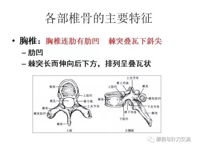 椎骨的一般形态附加视频