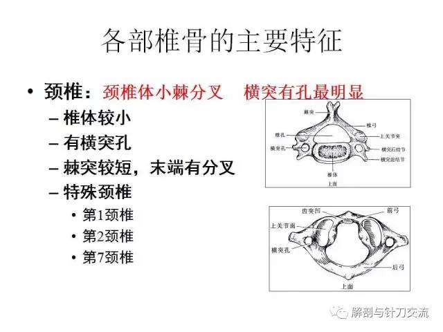 椎骨的一般形态【附加视频】