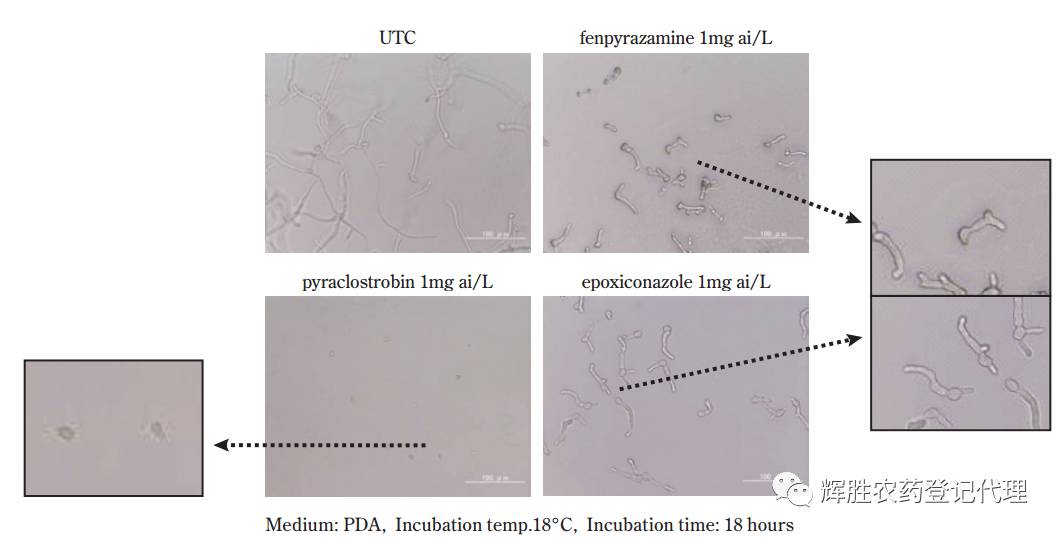 菌胺和fenpyrazamine对灰葡萄孢3-酮还原酶的抑制分析图7fenpyra