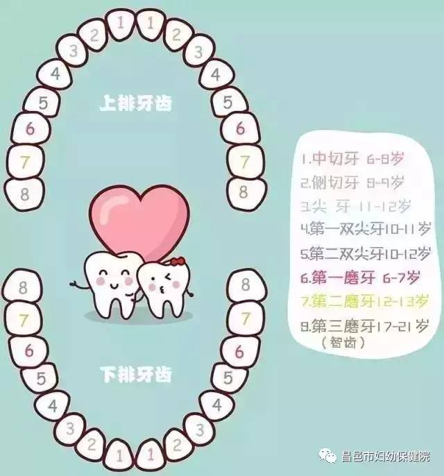 岁的时候,上下排的尖牙已经逐渐长出; 4)12-13岁的儿童开始长第二磨牙