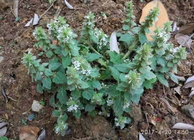 知识│王药师带你认草药白毛夏枯草