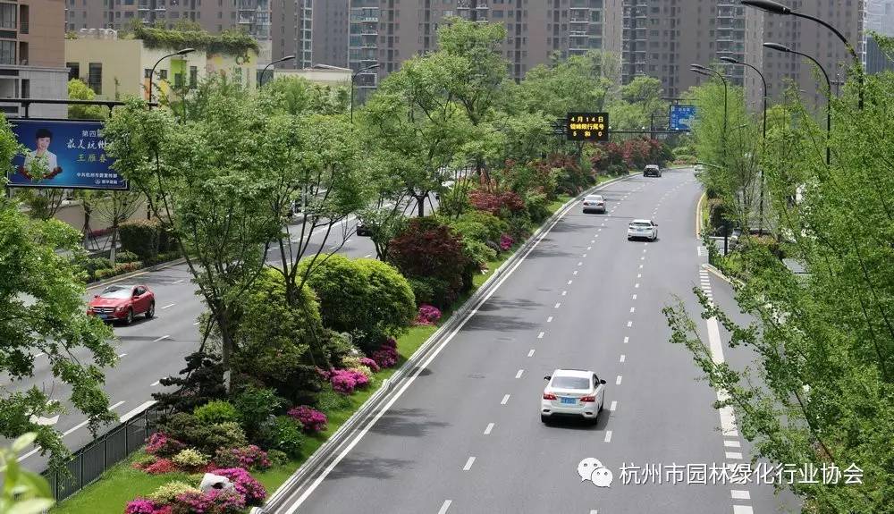 绿化工程道路组金奖——新塘路(新风路-新业路)综合整治工程景观绿化i