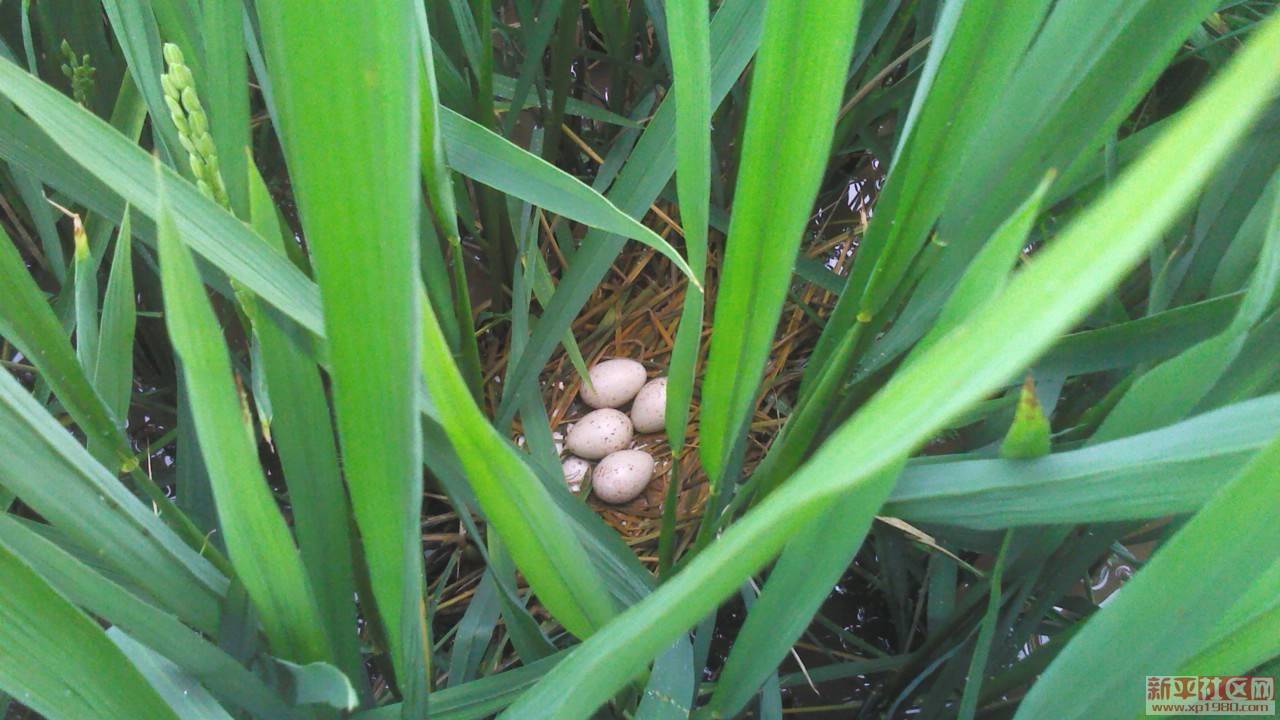 打谷子的时候,最最惊喜的事情 莫过于在田里捡秧鸡蛋!