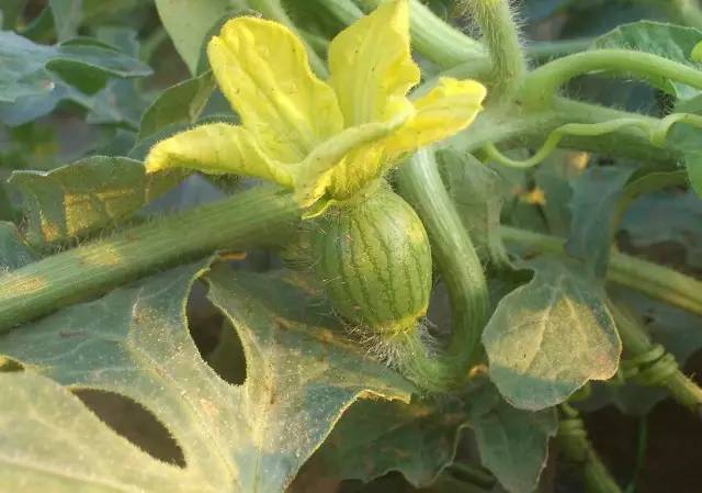 种西瓜开花不结果是什么原因,对西瓜要健康?