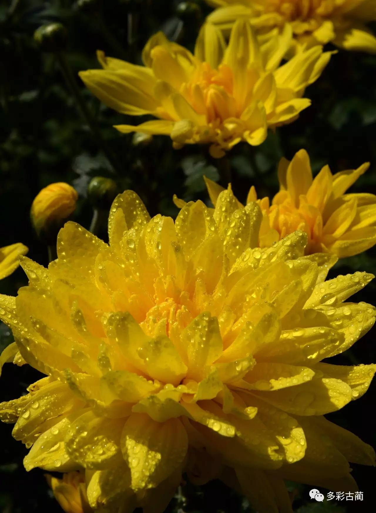 今年6月,基地菊花首次开花,侯学英就开始在这里打工,帮着管理种植基地