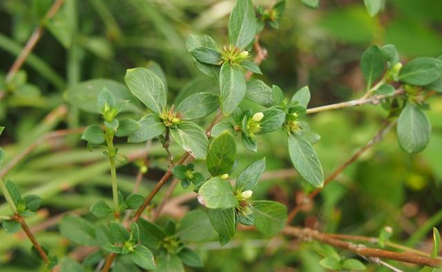 白马骨:小小白花了不起,入药解毒雷公藤