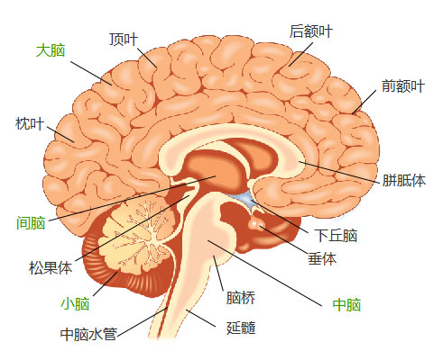 下丘脑自前向后可分三部,即前部(又名视前区和视上区),中部(结节区)和